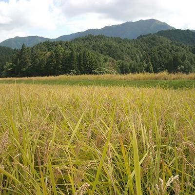 ふるさと納税 朝来市 【毎月定期便】木村義昭さんの炊飯器で発芽する玄米3合×6袋セット全12回 |  | 02