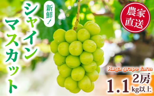 【2026年発送】農家直送！朝どれ 長野県 東御市産 シャインマスカット2房（1.1kg以上）｜Ruga grape farm｜国産 人気 新鮮 種なし 皮ごと 高級 くだもの 完熟 ブドウ フルーツ