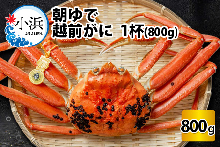 【先行予約/11月7日より順次発送】朝ゆで 越前がに1杯　【800g】 / ずわいがに 蟹 ズワイガニ 小浜市 / 小浜海産物 【配送不可地域：北海道・沖縄・離島】 [BFAA002] 