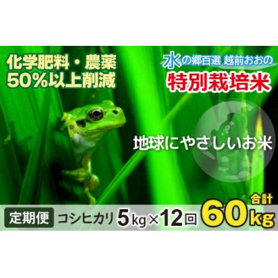 ふるさと納税 大野市 【令和8年産新米】【12ヶ月定期便】こしひかり 5kg × 12回 計60kg【白米】特別栽培米
