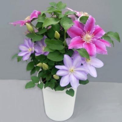 ふるさと納税 北茨城市 【長谷川園芸】クレマチス6寸2色咲き〔パストラーレ×ドクターラッペル〕※5/1〜5/7発送 |  | 01