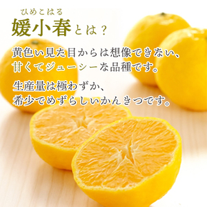 愛媛でしか栽培できない希少柑橘 媛小春(ひめこはる)寒天ゼリー8本セット 【C25-82】【1305617】 YWTAP043