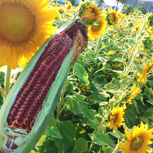 【2026年先行予約 / 数量限定 とうもろこし】 フルーツコーン レッド種 10～12本 とうもろこし