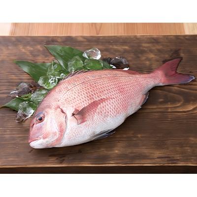 ふるさと納税 須崎市 高知県産　極美勘八・海援鯛のづけ丼セット 80g×各2食 |  | 03