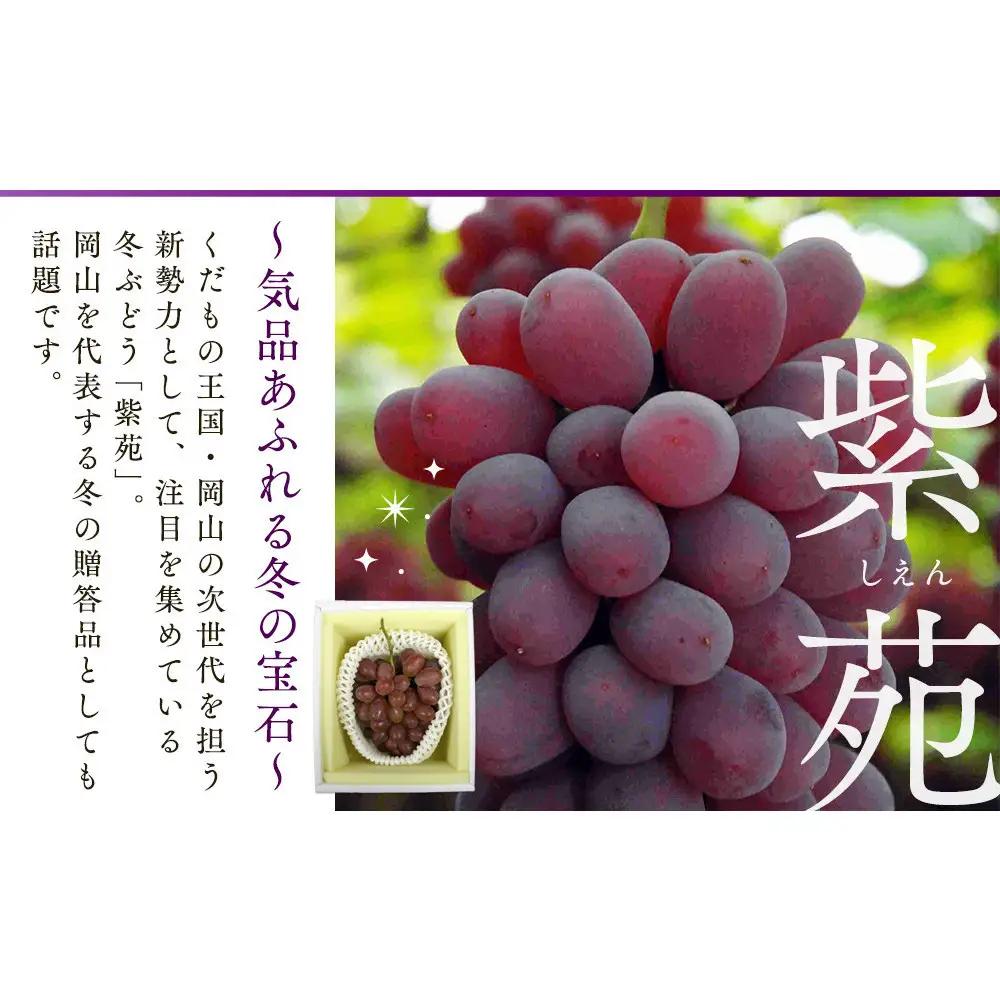 岡山県産　冬ぶどう「紫苑」　2026年発送