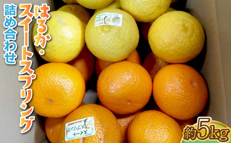先行予約 はるか・スイートスプリング 詰め合わせ 約5kg 【2027年2月上旬-4月下旬頃発送】【吉田レモニー】