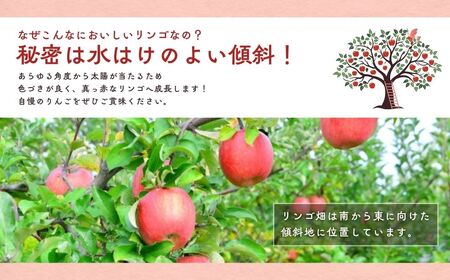 りんご 園主におまかせ 詰合せ 計約2kg（5~8玉）りんごの宝石箱|りんご