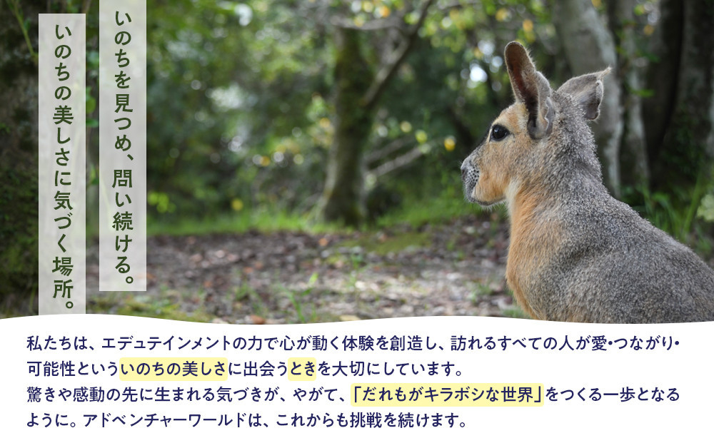 白浜町ふるさと納税 アドベンチャーワールド入園引換券 大人チケット（18歳上） 1枚