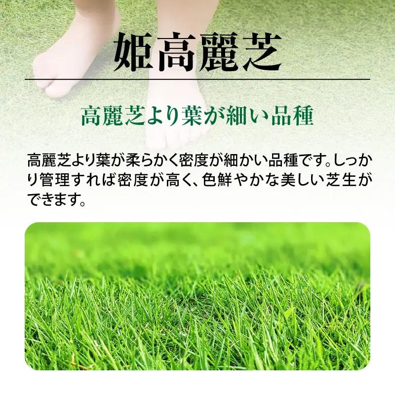 【10月から5月に発送】 姫高麗芝（2平方メートル） KN177-004-01 庭 芝生