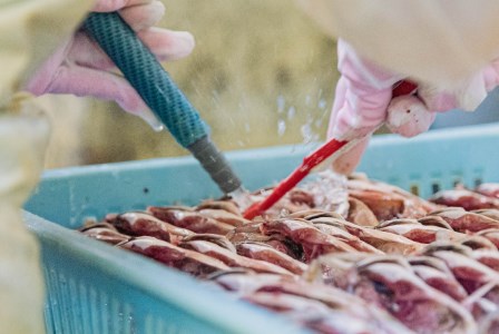 【ミツダ水産】特産ひものセット　012-001（干物 ひもの 金目鯛 イカ アジ エボ鯛 サンマ 魚 おつまみ つまみ 干物 魚）