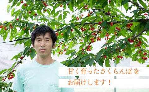 【令和6年産先行予約】 紅秀峰 バラ詰め Lサイズ 500g 山形県鶴岡産　シキブ農園　A03-629