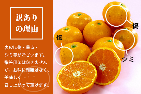 数量限定『よかんばい』 鹿島産 みかん【大中小サイズ混合 |約12kg】 訳アリ 傷アリ   ミカン 果物 フルーツ 佐賀県 鹿島市 送料無料  【11月中旬から配送予定】 B-374