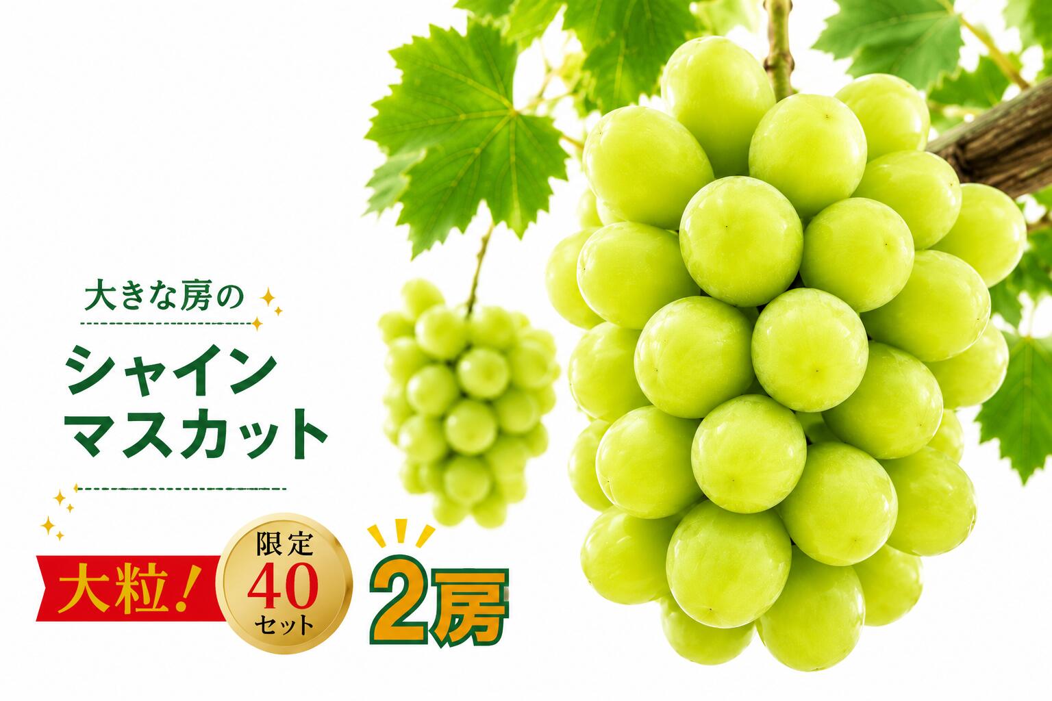 【ふるさと納税】 シャインマスカット 2房 大房 甘い 贈答 ギフト ぶどう フルーツ 果物 数量限定 送料無料 産地直送 【2026年発送】
