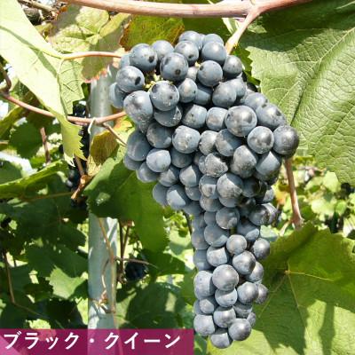 ふるさと納税 上越市 岩の原ワイン　ブラック・クイーン(赤ワイン　720ml) |  | 02