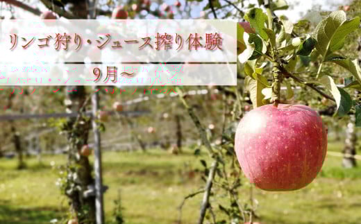 
りんご狩り りんご収穫体験 + 生ジュース搾り体験 土本観光果樹園 お土産付 高知で果物狩り
