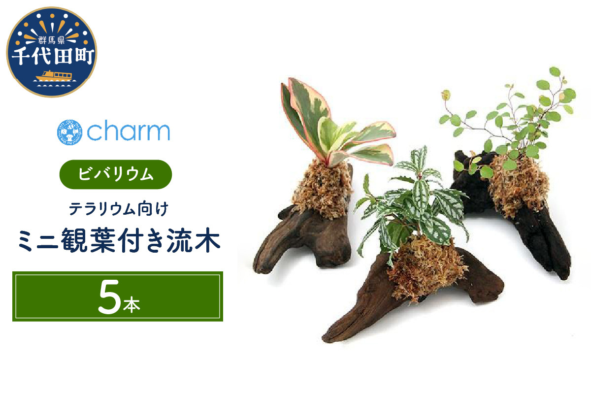 
観葉植物 テラリウム向け ミニ観葉付流木 Ｓサイズ (約15cm) 5本 群馬県 千代田町 インテリア ナチュラル かわいい リラクゼーション 室内栽培 プレゼント ギフト 贈答用 送料無料 趣味 風水 緑 ライフスタイル 人気 オススメ 初心者 玄関 リビング キッチン 株式会社チャーム
