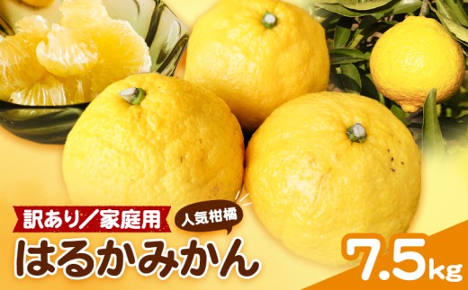 【人気柑橘】 有田育ちの はるかみかん（訳あり 家庭用） はるかみかん 約7.5kg 有田マルシェ《1月中旬-2月下旬頃発送予定》和歌山県 日高町 国産 みかん 柑橘 果物 送料無料