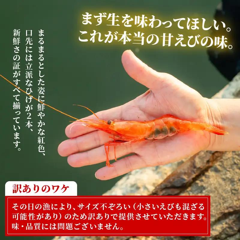【簡易包装】【訳あり】ふくい甘えび（真空冷凍）300g × 1パック　計300g アマエビ えび 海老 [A-13518]
