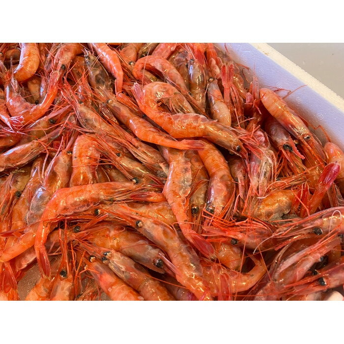 【ふるさと納税】天然 むき身甘エビ お刺身用 200g×3P | 海老 魚介類 水産 食品 人気 おすすめ 送料無料