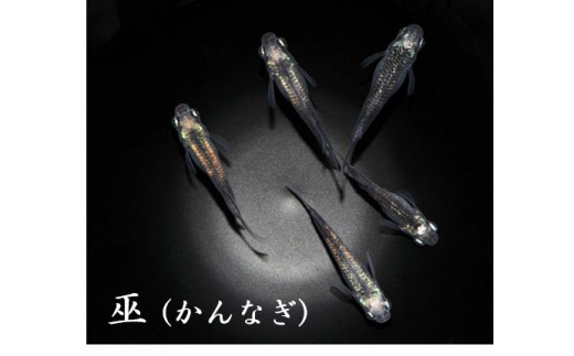 
                  メダカ「巫（かんなぎ）」1～3ペア
                