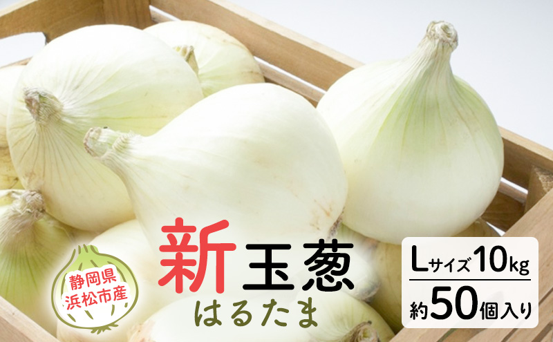 静岡県浜松市産 新玉葱 はるたま Lサイズ 10kg 約50個 野菜 新
