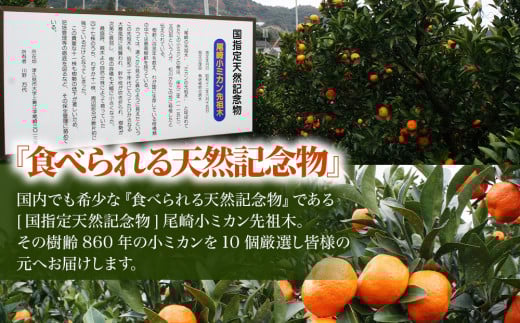 【先行予約】国指定天然記念物 尾崎小ミカン先祖木の小ミカン10個 みかん オレンジ 蜜柑 大分県産 九州産 津久見市 国産