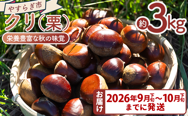 栄養豊富な秋の味覚 クリ（栗） 3袋（3kg）　yr-0104