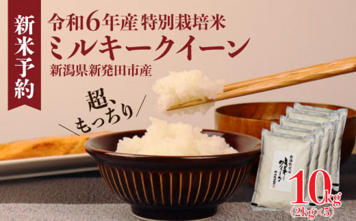 令和6年産 新米予約 特別栽培米 ミルキークイーン 10kg 2kg×5袋 米 白米 ご飯 料理 おにぎり 弁当 新潟県 新潟産 新発田産 ミルキークイーン 佐々木耕起組合 2kg 特別栽培米 新潟県 新発田市 新米 非常食 備蓄 