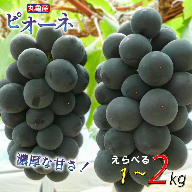 【ふるさと納税】 先行予約 ピオーネ ぶどう 選べる容量 約1kg 約2kg 通常箱 化粧箱 冷蔵 ぶどう 葡萄 フルーツ 果物 くだもの ふるさと納税ぶどう ふるさと納税フルーツ デザート 贈答 ギフト 香川県 丸亀市 ふるさと納税