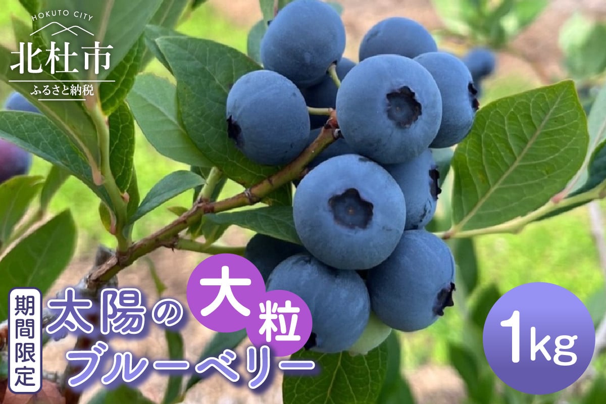 
            【2026年発送 先行予約】【大粒】山梨県産（明野産）生果　ブルーベリー1000g　無農薬 期間限定 数量限定 フルーツ ［h290002］
          