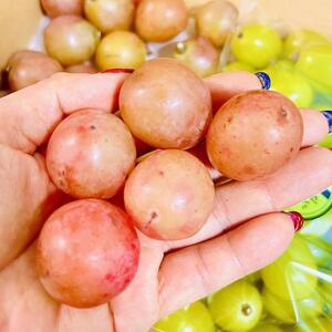 ぶどう 2025年 先行予約 クイーンニーナ シャインマスカット マイハート 秀品 粒だけ 約1.5kg 農林大臣賞受賞 岡山 国産 果物 フルーツ 食べ比べ 2025年8月中旬から発送