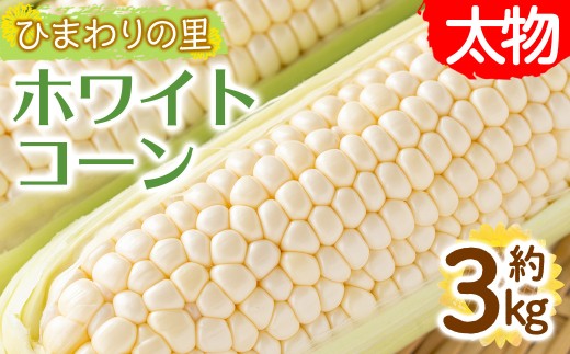＜先行予約！2026年6月上旬以降順次発送予定＞＜太物も選べる＞ホワイトコーン(約3kg/太物 2Lサイズ以上) 【man110・man111】【Aglio nero】