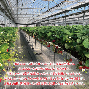 【数量限定】【離島配送不可】いばらキッス 2パック/箱【茨城県共通返礼品/石岡市】【いちご イチゴ 苺 果物 くだもの  フルーツ 茨城県オリジナル品種 茨城県】（LX-1）