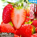 【ふるさと納税】【5月発送】和歌山県産ブランド いちご「まりひめ」約300g×2パック (15または18粒おまかせ) 日高川町厳選館《5月上旬～6月中旬頃より出荷予定》和歌山県 日高川町 送料無料 苺 鞠姫 マリヒメ フルーツ 果物 お取り寄せ 【配送不可地域あり】