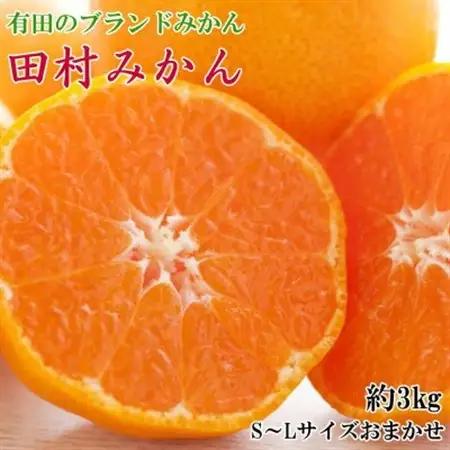 【ブランドみかん】田村みかん約3kg(S.M.Lサイズおまかせ・秀品)【日高町】【1657411】