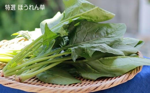 
いわき浜の野菜セット（いわき市産の野菜詰め合わせセット）
