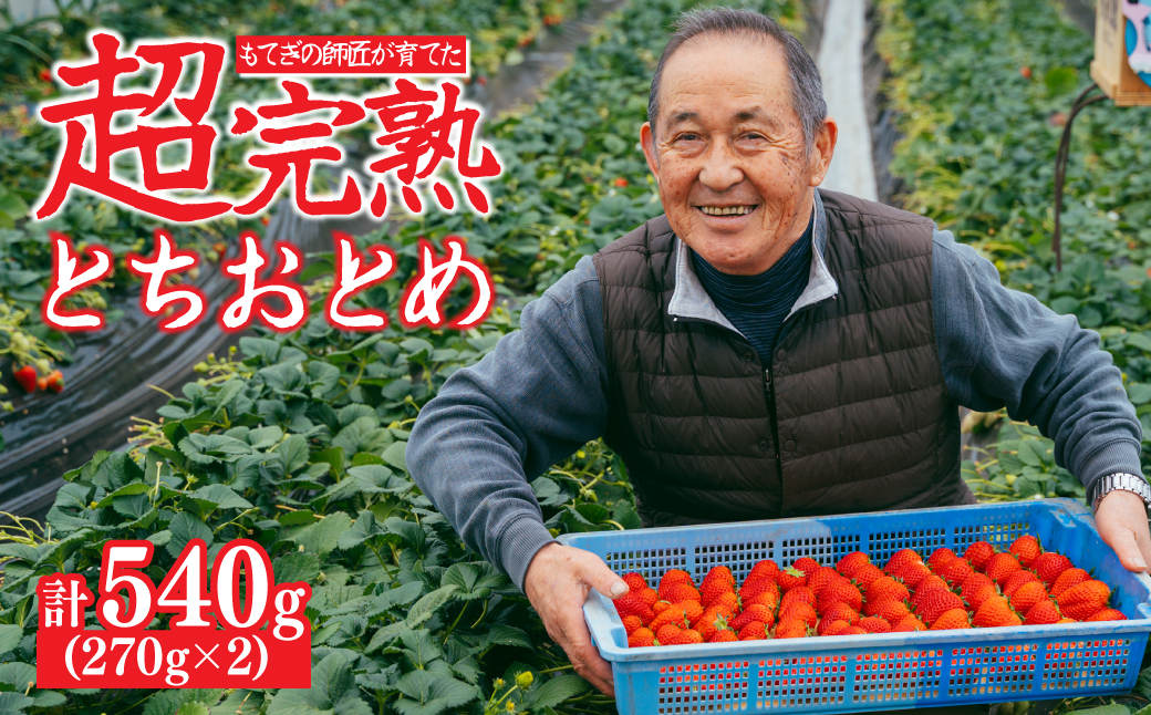 【先行受付：3月以降発送】いちご「茂木完熟いちご」師匠が育てた朝採れとちおとめ レギュラーサイズ 約270g × 2パック 計約540g | いちご イチゴ 苺 とちおとめ 完熟 果物 フルーツくだもの 甘い あまい 旬 産地直送 栃木県産 関いちご園 栃木県 茂木町