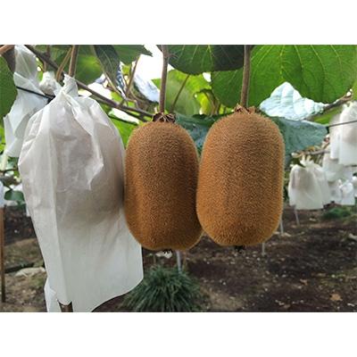 ふるさと納税 観音寺市 香川県オリジナルキウイ「香緑(こうりょく)」約3kg |  | 02