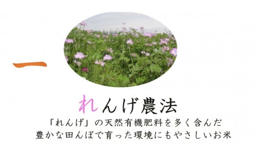 しあわせのれんげっ娘 10kg (無洗米)｜米 お米 ごはん ご飯 [1202]