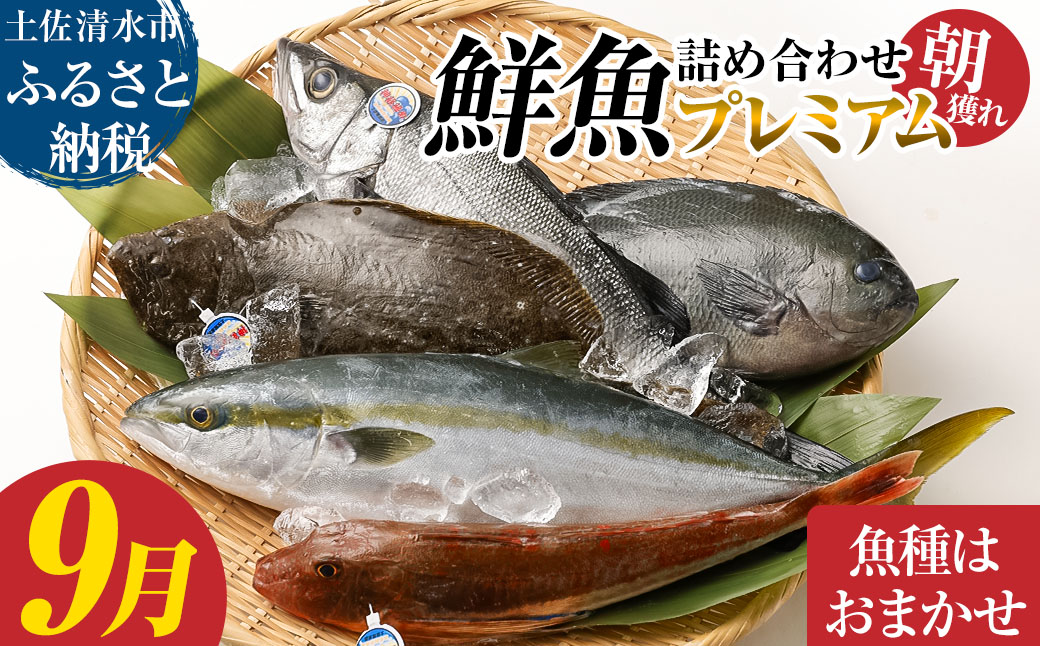 旬の朝獲れ鮮魚詰め合わせ（プレミアム）【2026年9月配送※着日指定不可】【以布利定置網　漁師直送】朝獲れ 旬 鮮魚 魚介 海鮮 魚 さかな せんぎょ 鮮魚セット 詰め合わせ おまかせ お任せ【S00819-9】
