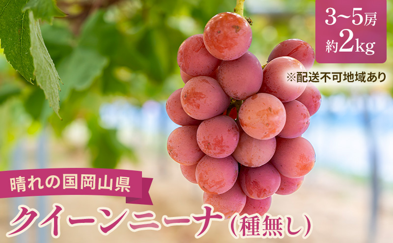 【2026年先行予約】 ぶどう 岡山県産 クイーンニーナ （ 種無し ）約2kg（3～5房） 《2026年9月上旬-下旬頃出荷》 葡萄 ブドウ フルーツ 果物 スイーツ 数量限定 期間限定 岡山 里庄町 大粒 赤色 