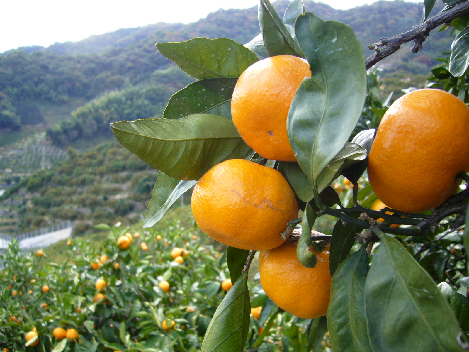 M189　紀州みかん酢３本セット