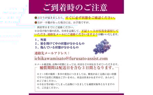 【2025年8月中旬から発送】朝採り！タネなし 巨峰　2kg箱　小沢農園[5839-1500]