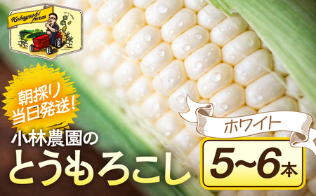 朝採り当日発送！ とうもろこし ホワイト系 5本～6本 (2kg以上) ホワイトコーン 雪の妖精 ピュアホワイト 冷蔵 糖度 フルーツ メロン より 甘い 田原市 トウモロコシ コーン おやつ スイーツ コーンスープ 事前予約 夏 初夏 野菜