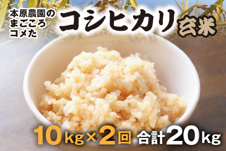 【令和7年産】【農家直送定期便 2ヶ月コース】本原農園のまごころコメたコシヒカリ 10kg × 2回 計20kg（玄米） [E-8909]
