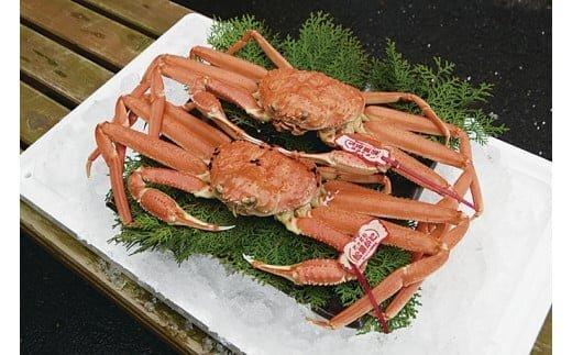 96.【ボイル】タグ付き松葉ガニ　2枚※2025年11月上旬～2026年3月下旬頃に順次発送予定