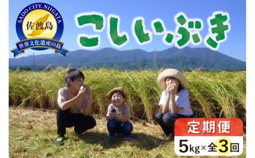 【先行予約】米 定期便 佐渡島産 こしいぶき ( 5kg × 全3回 ) 【令和7年産】令和7年9月下旬以降順次発送予定