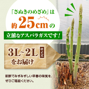 2027年初物予約！アスパラガス【さぬきのめざめ】3L・2Lサイズ1kg