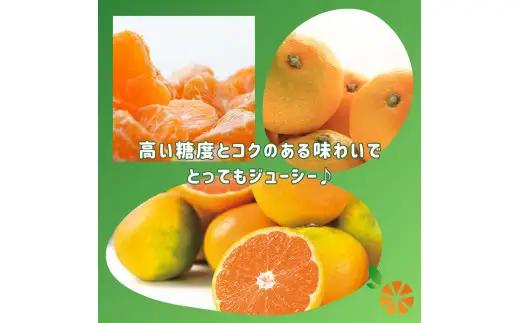 由良 みかん 3kg 【贈答用】 みかん 沼津 静岡