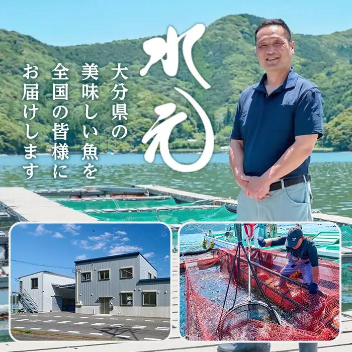 ＜先行予約受付中！2026年11月より発送予定＞ 大分県産 美人鰤 フィレ (1枚・1枚あたり1.5kg以上) 刺し身 ぶりしゃぶ 冷蔵 ブリ ぶり 半身 国産 海鮮 魚 【opbe015】【水元】